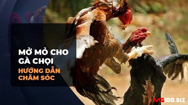 Cho gà chọi tập vần đòn, vần hơi và vào sổ ngay sau khi tiến hành mở mỏ