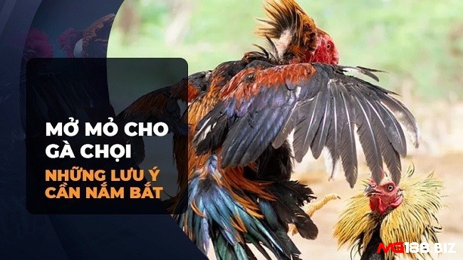 Thời gian hợp lý mở mỏ và làm quen với thi đấu là từ 7 - 10 phút