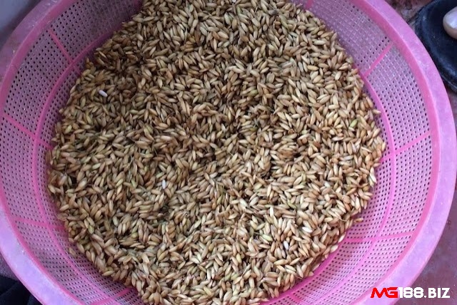 Cho gà ăn thóc ngâm để bổ sung dinh dưỡng