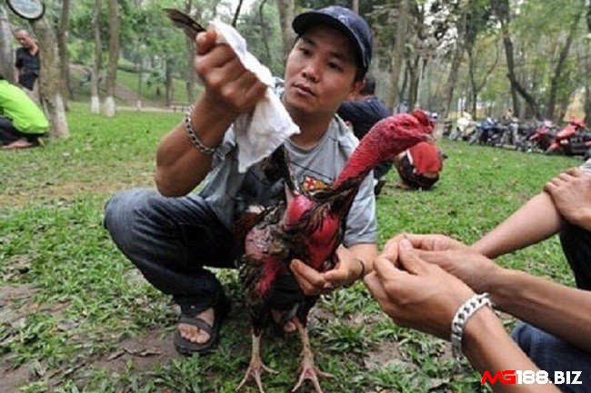 Khi nghỉ ngơi, sư kê lấy khăn ráo nước lau trực tiếp lên đầu, cổ, cánh gà