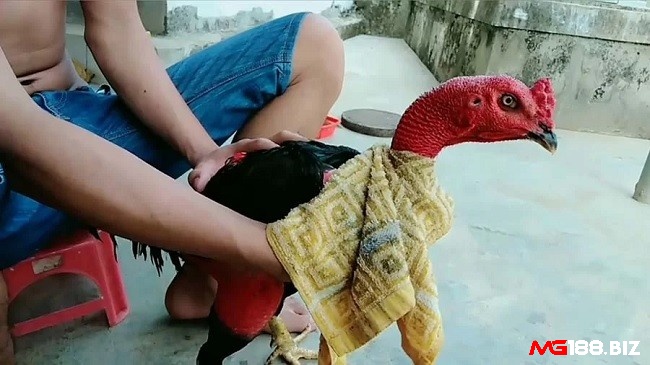 Dùng khăn vắt ráo nước lau sạch cơ thể và om bóp rượu để tan bầm nhanh