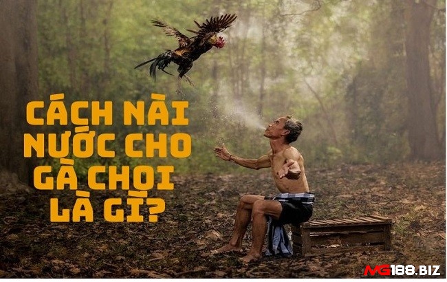 Cách nài nước cho gà chọi giúp chiến kê giảm bớt chấn thương sau thi đấu