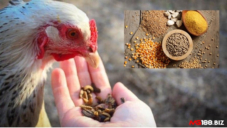 Sư kê cần có kiến thức về dinh dưỡng để chọn thực phẩm giàu carbo