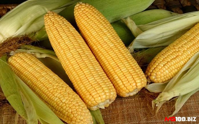 Chọn bắp có nguồn gốc rõ ràng