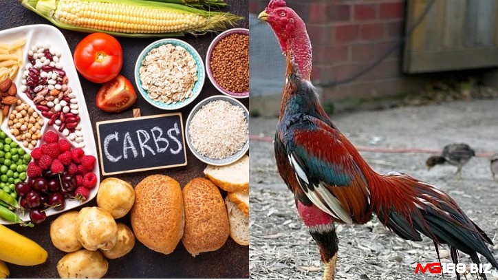 Nạp carbo là cách biệt dưỡng giúp tăng năng lượng, sức mạnh cho gà đá
