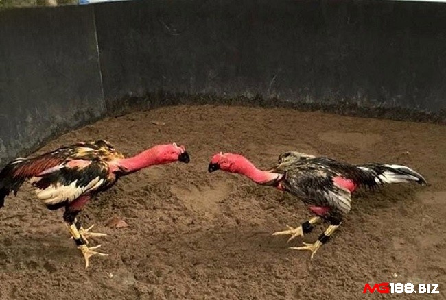 Cách vần gà chọi bằng cách bịt mỏ và bịt cựa