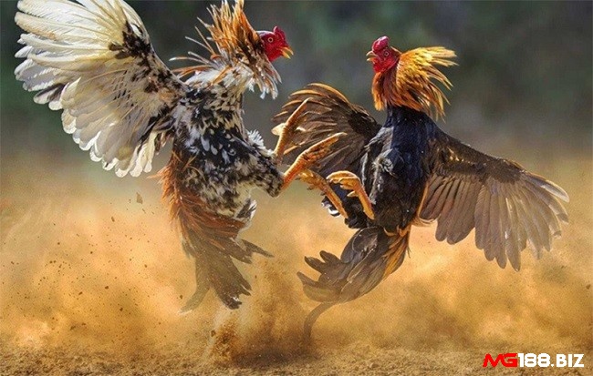 Cho tập luyện với đối thủ vừa tầm giúp gà không bị hoảng sợ hoặc vỡ đòn