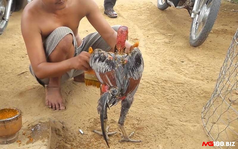 Vào nghệ vàng chỉ thực hiện ở những gà chọi khỏe mạnh