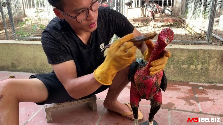 Phương pháp vào nghệ sẽ giúp gà chọi săn chắc hơn