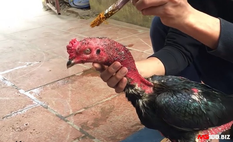 Vào nghệ cho gà là một bước giúp tăng sức mạnh hiệu quả