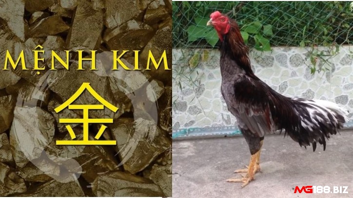 Chiến kê có lông màu xám, trắng hoặc vàng nhạt sẽ phù hợp với mệnh Kim
