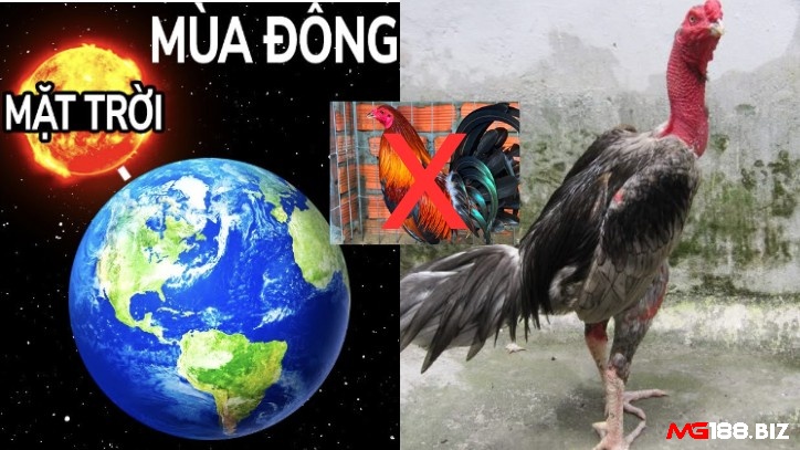 Mùa đông nên chọn chiến kê lông xám và tránh chọn chiến kê lông điều/ ó vàng