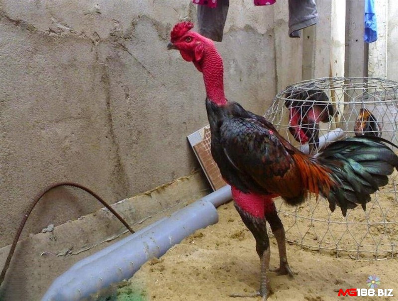 Cặp mắt sáng đem đến lợi thế quan sát tốt cho gà chọi