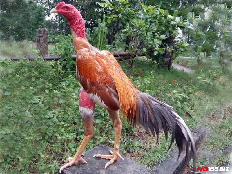 Cách xem tướng gà chọi qua lông gà tốt hay không giúp nhận định khả năng nhảy và tung đòn