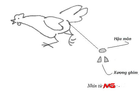 Xương ghim không khít thường tung đòn kém chuẩn xác hơn