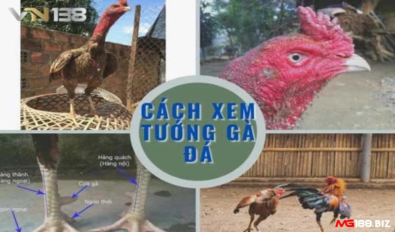 Biết cách xem tướng gà đá giúp nhận định gà chọi chơi tốt