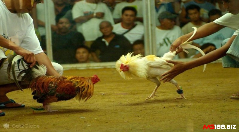 Mỗi hiệp đấu đá gà Campuchia thường kéo dài 15 phút
