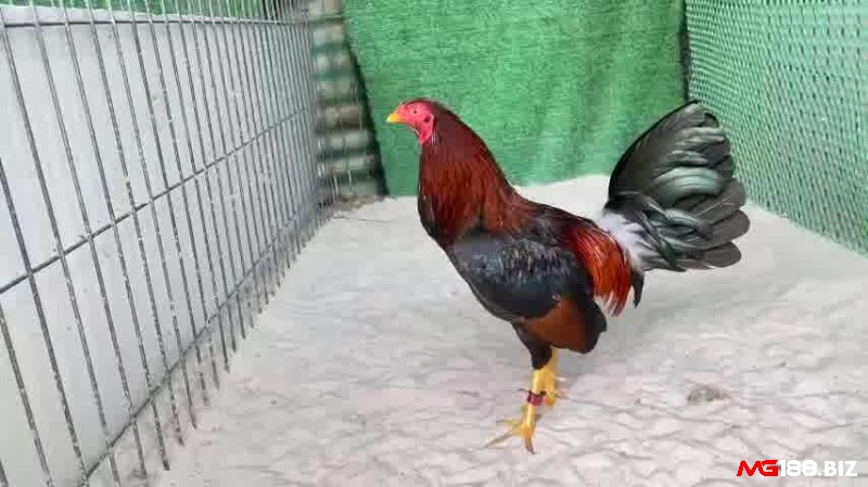 Gà tre Asil tinh ranh trong cuộc chiến và có những cú đá mạnh mẽ