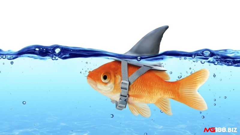 Các cách nhận biết Fish đơn giản nhất
