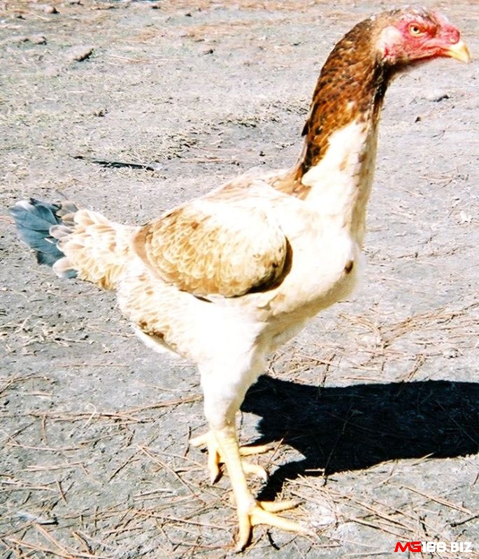 Gà chọi Mã Lai được ưa chuộng tại châu Âu