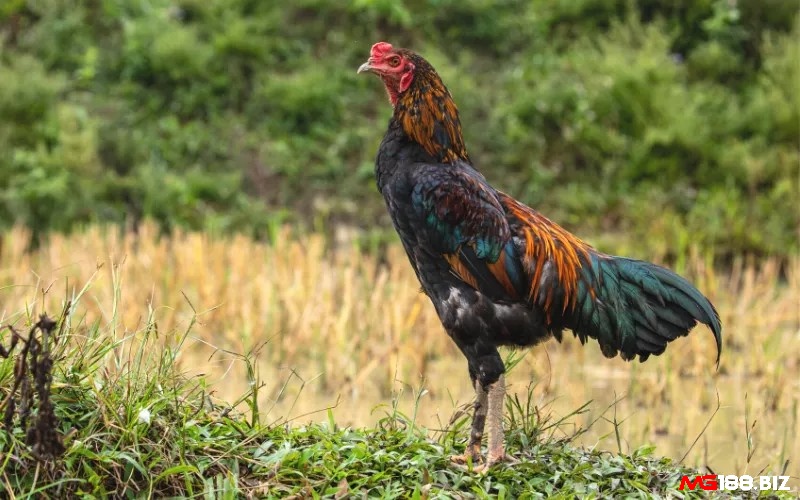 Gà chọi vàng có lông màu vàng hoặc ngoại hình có màu vàng