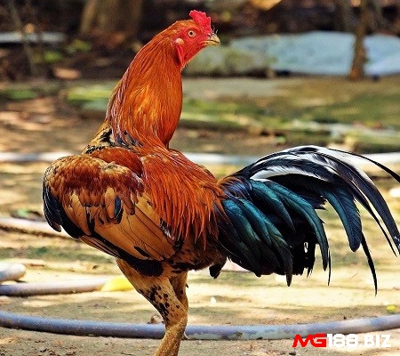 Với một số người, gà chọi vàng có thể đem lại sự may mắn