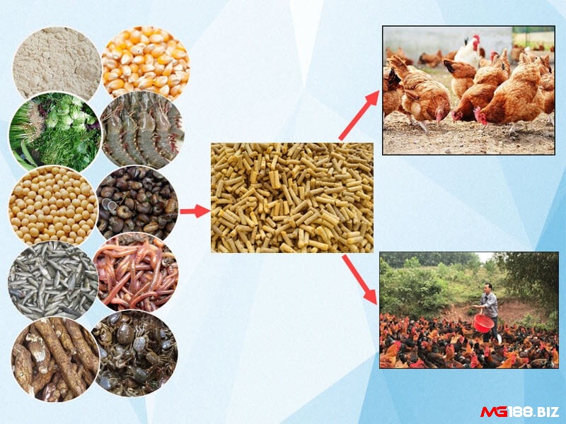Gà chọi vàng cần chế độ ăn uống cân đối và giàu dinh dưỡng
