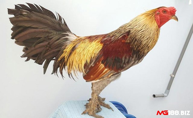 Gà chiến vảy rồng còn có bộ lông dài và rất đẹp mắt