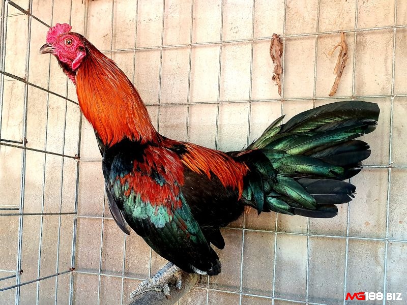 Gà đá vảy rồng có nguồn gốc từ một số tỉnh ở miền Tây Nam Bộ