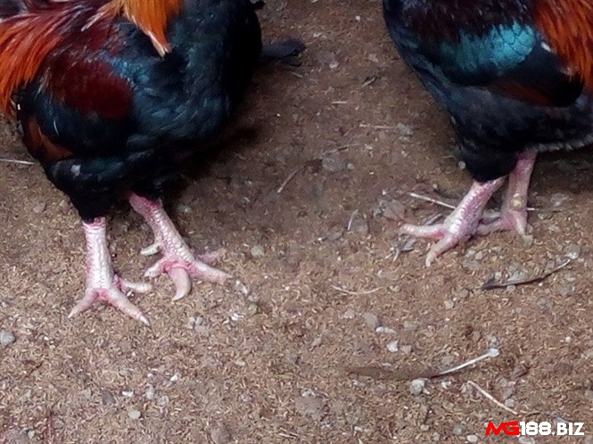 Chân giống gà này thường khá to