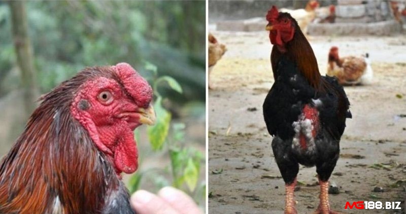 Giống gà này có thân hình mạnh mẽ và chắc chắn, chân to, mào nụ nổi bật
