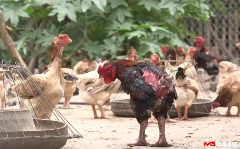 Khả năng chiến thắng cao và lợi thế bởi thân hình to lớn khỏe mạnh