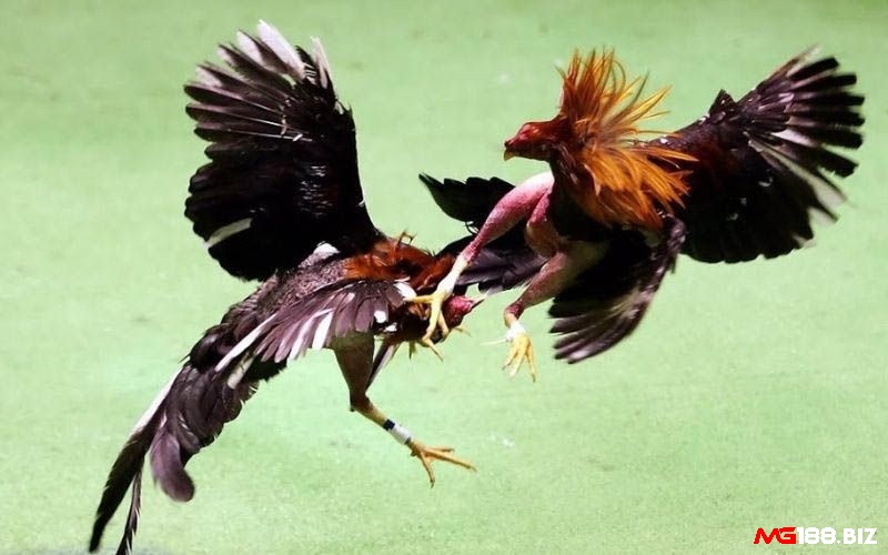 Gà có vảy xuyên đao cựa của nó sẽ rất sắc