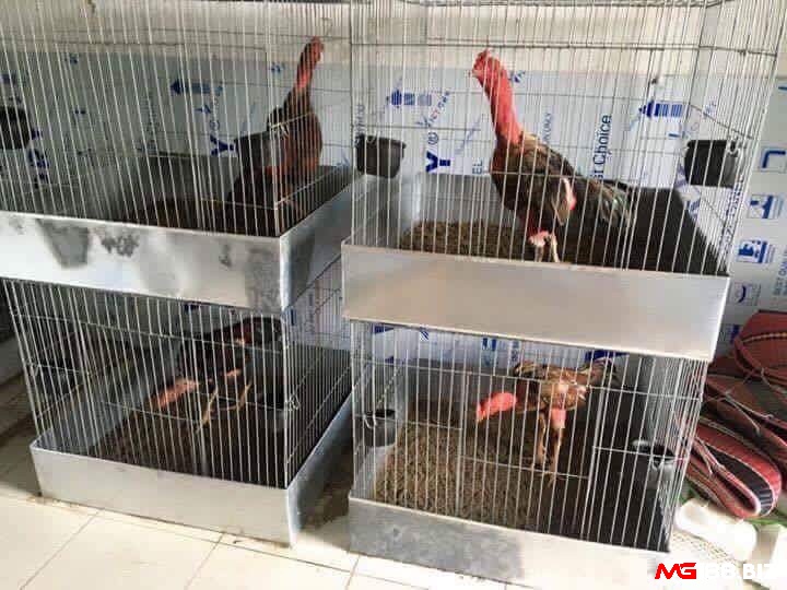 Chiến kê bị gãy cánh không nên nhốt chúng vào không gian chật