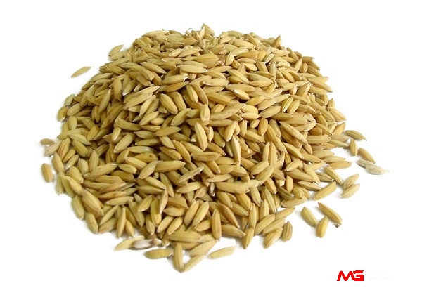 Các loại mồi cho gà đá sung mãn với nhóm thức ăn chính