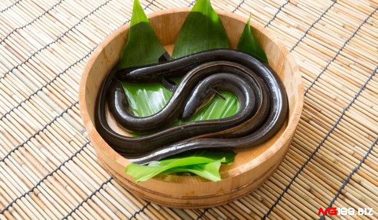 Các loại mồi cho gà đá sung mãn với nhóm phụ gia