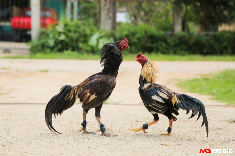 Nhử kéo là thuật ngữ áp dụng khi cho chiến kê giao chiến