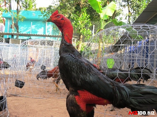Lồng xách là thuật ngữ chỉ nơi nhốt chiến kê khi di chuyển