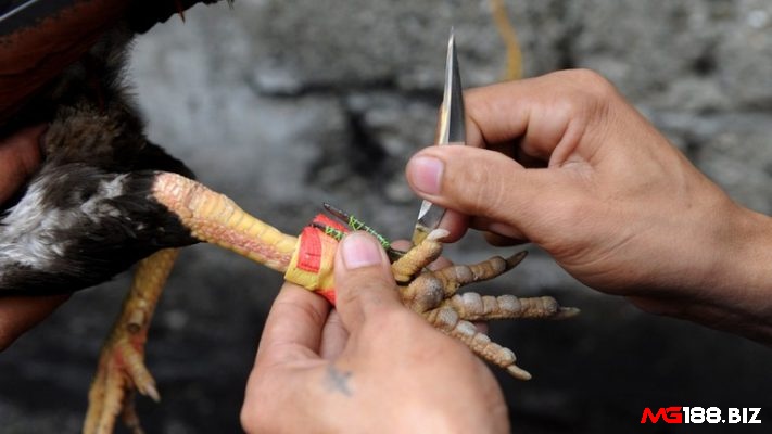 Cách chọn cựa sắt cho gà đá