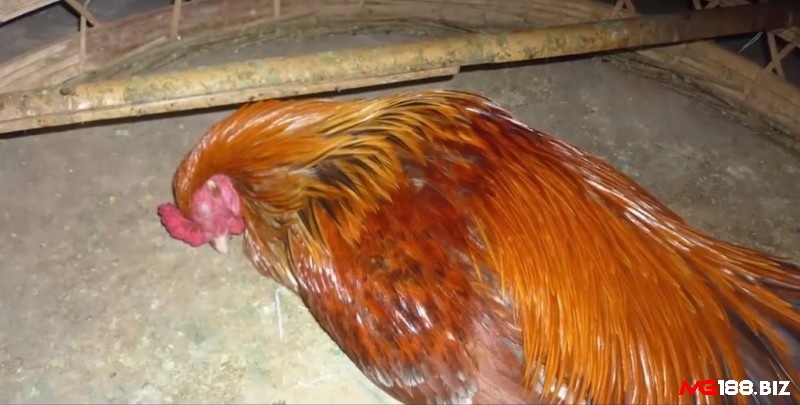 Những kê thủ lâu năm thường chọn những con gà ngủ cúi đầu