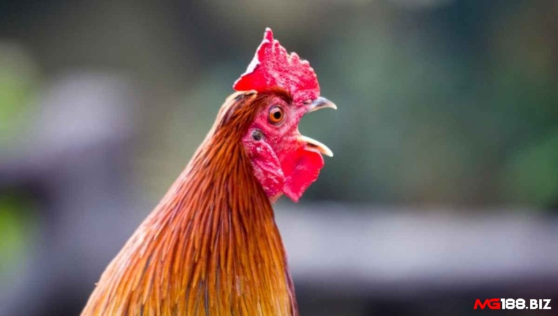 Để gáy rõ và vang thì gà thường có thể trạng tốt và nhịp điệu tốt