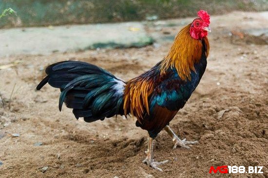 Dáng gà là đặc điểm dễ đoán nhất trong số các cách chọn gà đá cựa sắt
