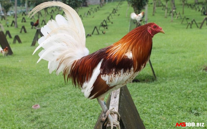 Cách chọn gà cựa sắt siêu chuẩn đầu tiên là dựa vào ngoại hình