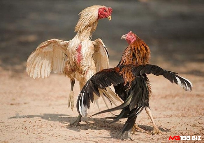Một chú gà tre có kỹ năng nạp sâu chân tốt sẽ biết cách tránh né đối thủ
