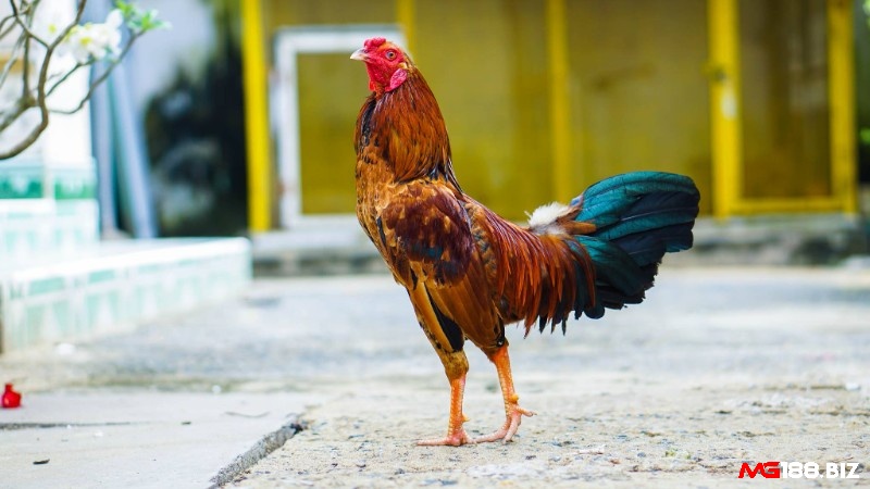 Gà tre nên có cổ to và dài tỷ lệ với thân gà để tạo sự cân đối