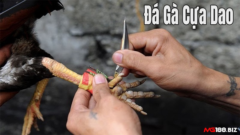Đá gà thomo là gì - Đá gà Thomo cựa dao