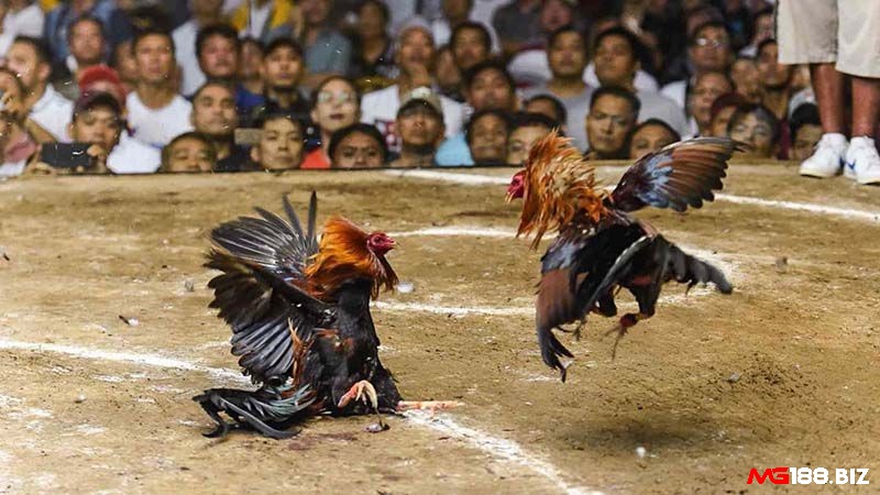 Đá gà thomo là gì - Đá gà Thomo không cựa
