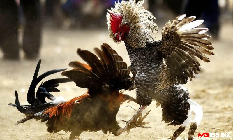 Đá gà thomo là gì - Di chuyển đến Thomo xem đá gà trực tiếp