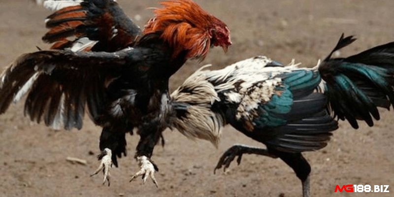 Đá gà thomo là gì - Bí quyết chơi đá gà Thomo từ cao thủ