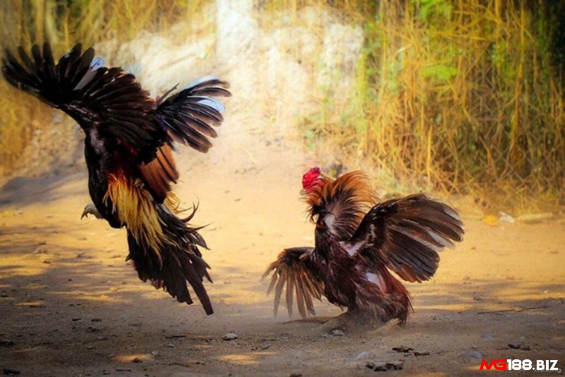 Đá gà thomo là gì - Đá gà diễn ra tại Thomo